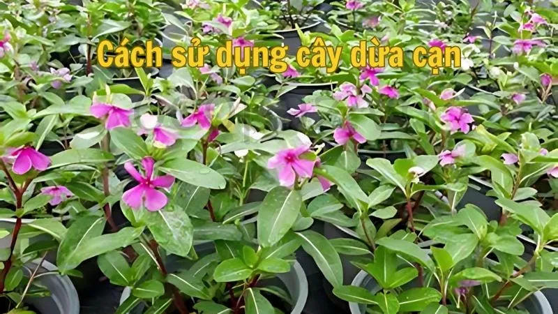 Cách sử dụng cây dừa cạn