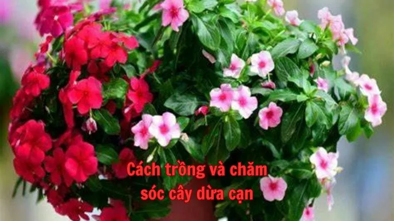 Cách trồng và chăm sóc cây dừa cạn