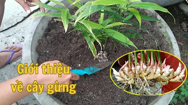 Giới thiệu về cây gừng