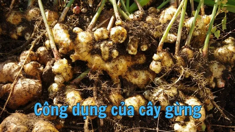 Công dụng của cây gừng