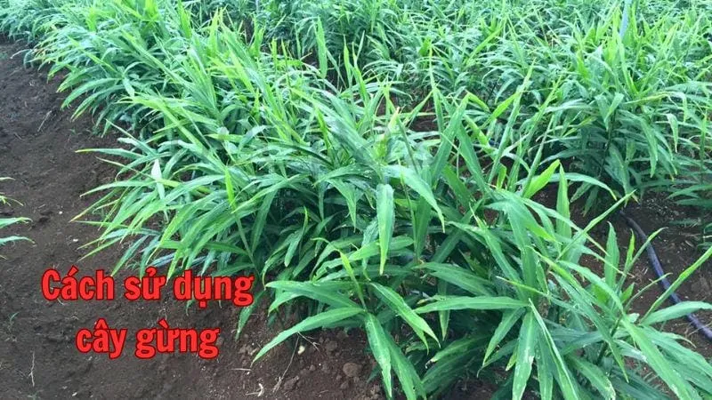 Cách sử dụng cây gừng