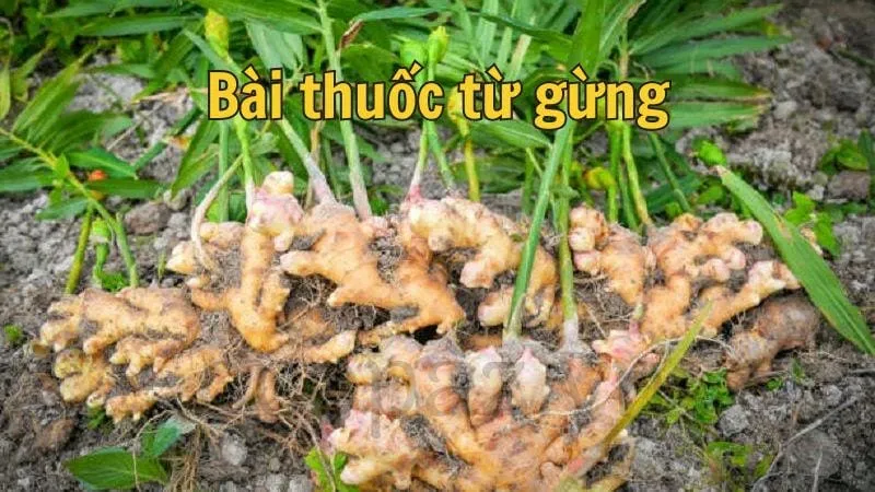 Bài thuốc từ gừng