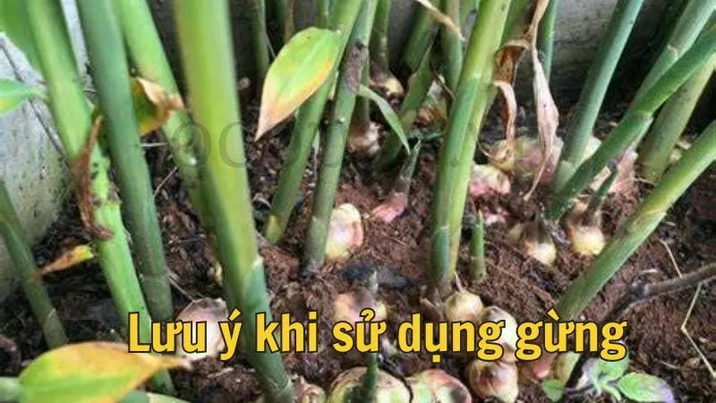 Lưu ý khi sử dụng gừng