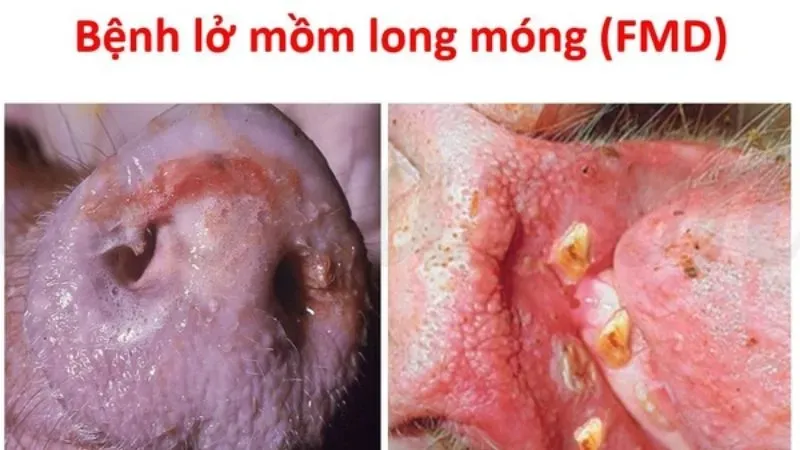 Hướng dẫn xử lý khi phát hiện heo bị lở mồm long móng 1