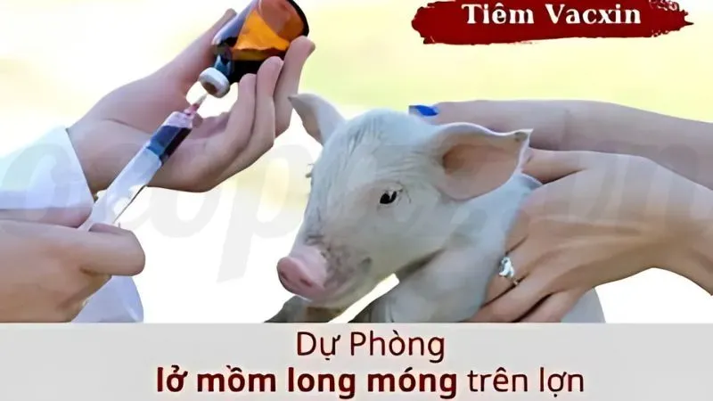 Hướng dẫn xử lý khi phát hiện heo bị lở mồm long móng 6