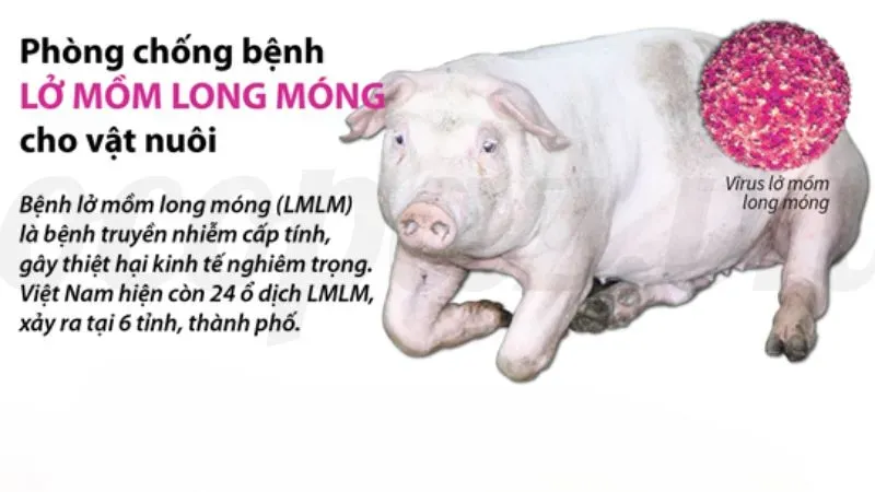 Hướng dẫn xử lý khi phát hiện heo bị lở mồm long móng 7