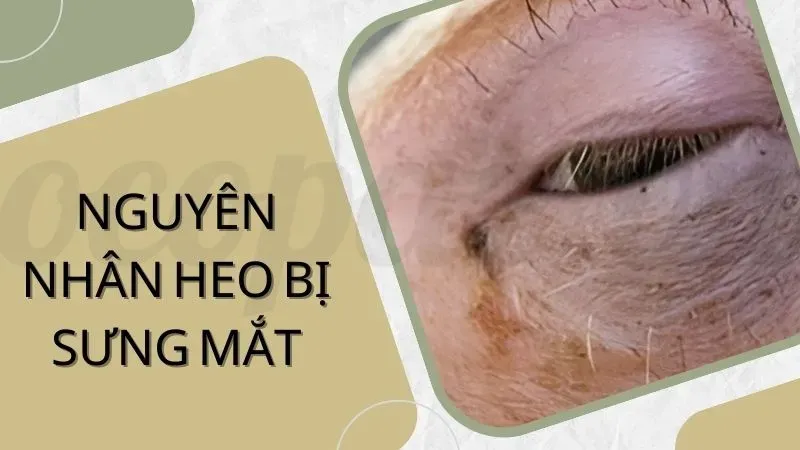 Nguyên nhân và cách điều trị heo bị sưng mắt hiệu quả 2