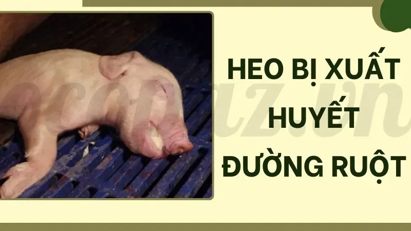 Xuất huyết đường ruột ở heo là gì?