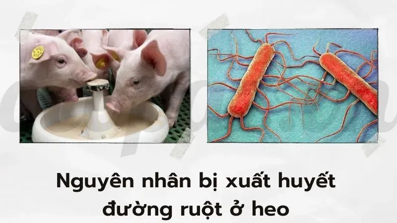 Nguyên nhân bị xuất huyết đường ruột ở heo