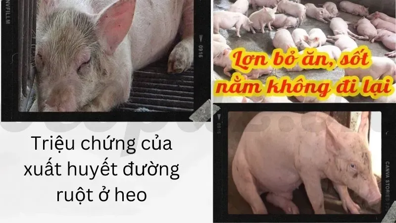 Triệu chứng của xuất huyết đường ruột ở heo