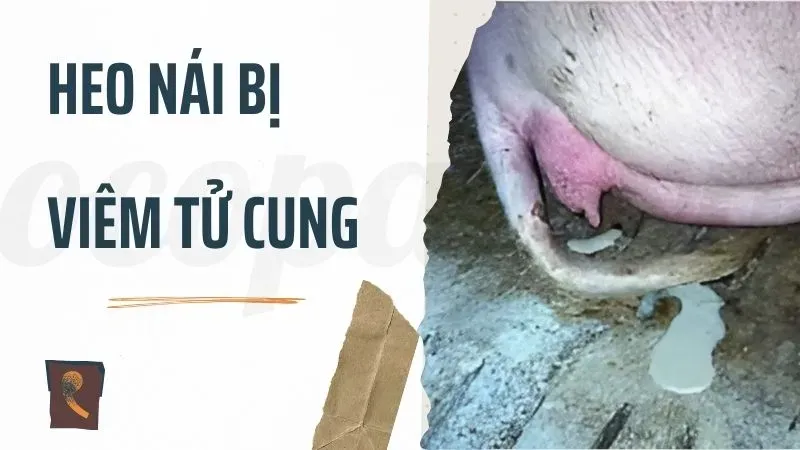 Giới thiệu heo nái bị viêm tử cung