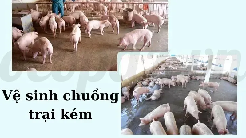 Nguyên nhân gây bệnh heo nái bị viêm tử cung