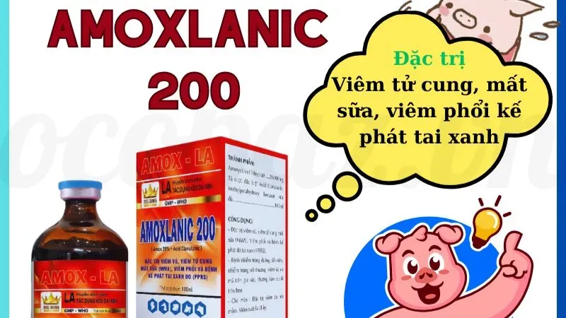 Cách điều trị heo nái bị viêm tử cung