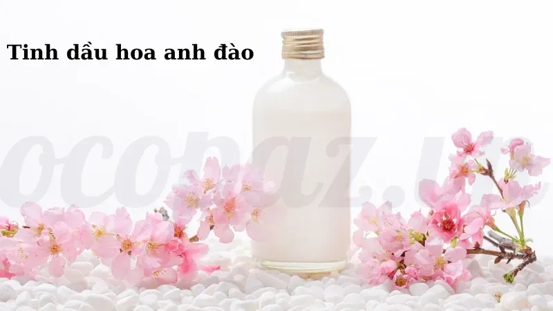 Cách nhận biết các loại hoa anh đào đẹp nhất tại Việt Nam 3