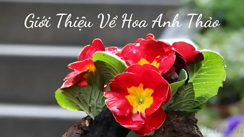 Hoa anh thảo có tác dụng gì? Cùng khám phá chi tiết 1