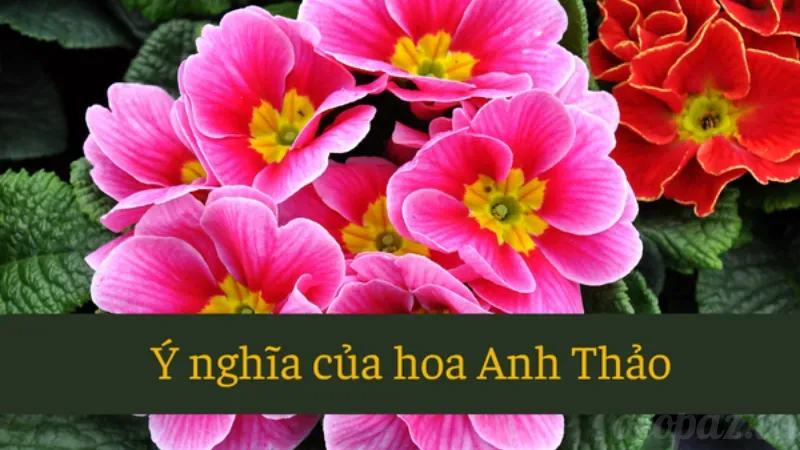 Hoa anh thảo có tác dụng gì? Cùng khám phá chi tiết 2