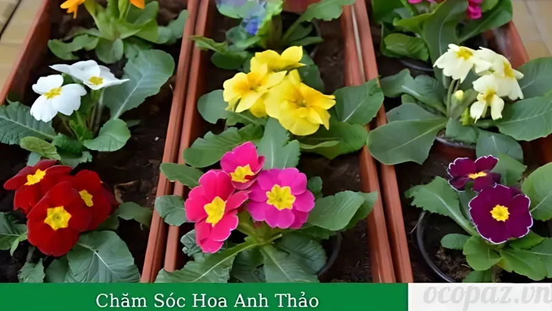 Hoa anh thảo có tác dụng gì? Cùng khám phá chi tiết 6