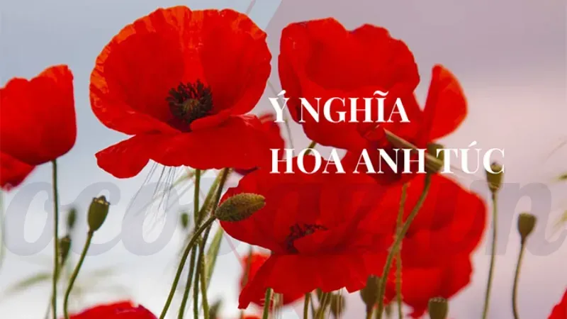 Hoa anh túc là gì? Tìm hiểu công dụng và ý nghĩa của nó 2