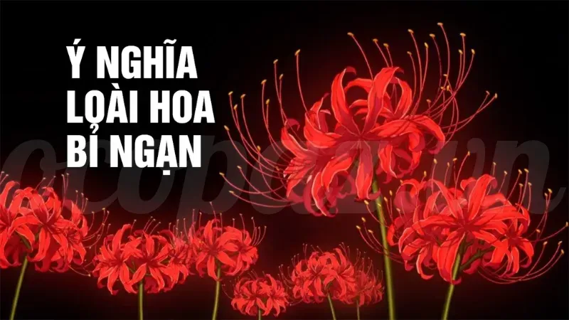 Hoa bỉ ngạn trắng - Tìm hiểu về hoa tượng trưng thanh khiết 2