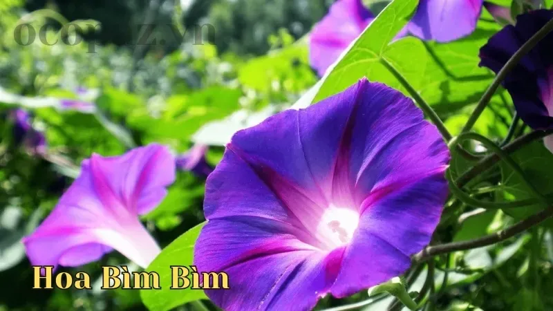 Hoa bìm bìm - Đặc điểm và giá trị y tế của loài hoa này