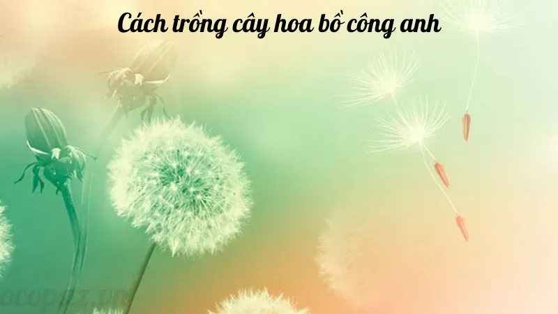 Hoa bồ công anh - Tác dụng và lợi ích đối với sức khỏe 6