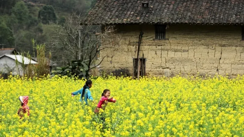 Mùa hoa cải vàng - Thời điểm lý tưởng để các du khách tham quan 2