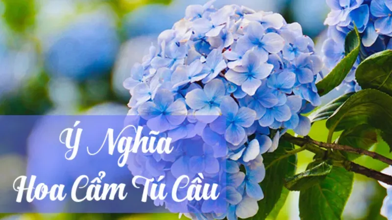 Hoa cẩm tú cầu có ý nghĩa gì? Khám phá biểu tượng đặc biệt 2