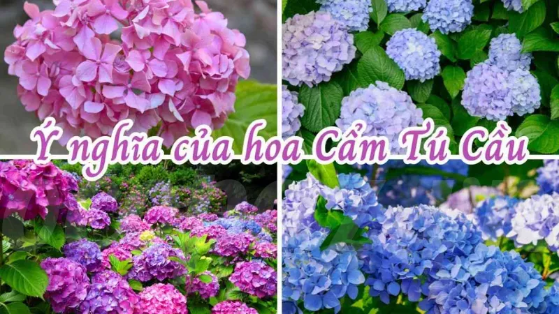 Hoa cẩm tú cầu có ý nghĩa gì? Khám phá biểu tượng đặc biệt 3