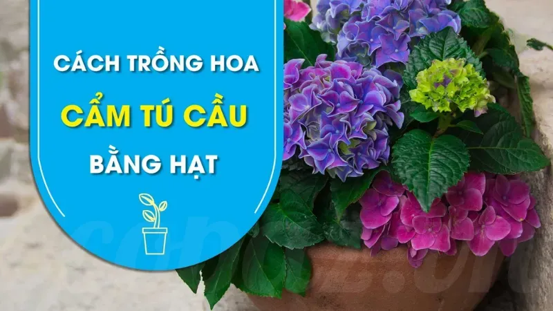 Hoa cẩm tú cầu có ý nghĩa gì? Khám phá biểu tượng đặc biệt 4