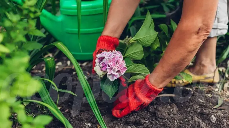 Hoa cẩm tú cầu có ý nghĩa gì? Khám phá biểu tượng đặc biệt 6