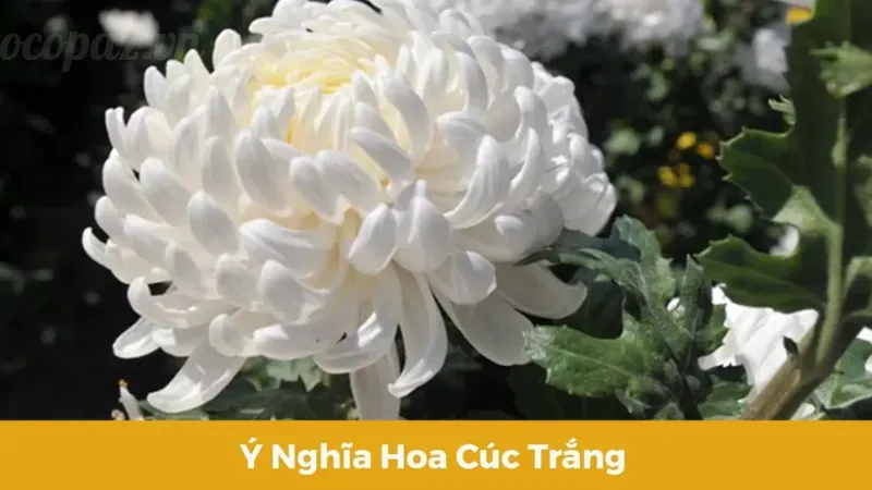 Hoa cúc trắng - Chăm sóc, trồng trọt và ý nghĩa tâm linh 7