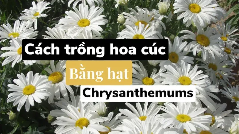 Hoa cúc trắng - Chăm sóc, trồng trọt và ý nghĩa tâm linh 8