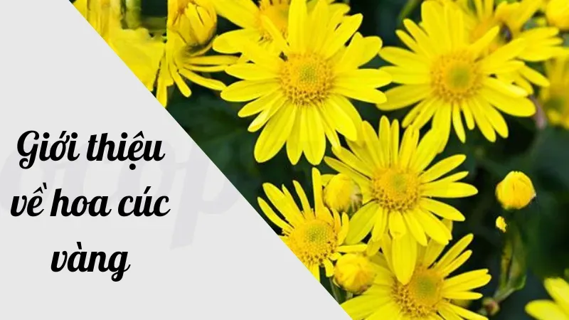 Hoa cúc vàng - Biểu tượng của sự trường thọ và thịnh vượng 1