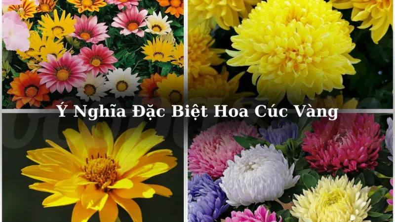 Hoa cúc vàng - Biểu tượng của sự trường thọ và thịnh vượng 2