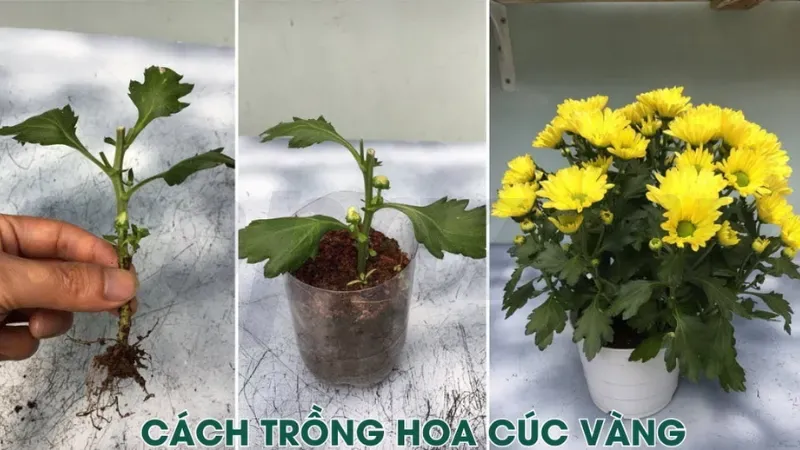 Hoa cúc vàng - Biểu tượng của sự trường thọ và thịnh vượng 7