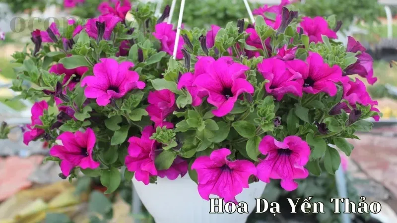 Hoa dạ yến thảo - Tìm hiểu về vẻ đẹp và ý nghĩa của loài hoa này