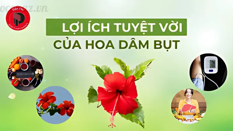 Cách trồng và chăm sóc hoa dâm bụt nở đẹp quanh năm 3