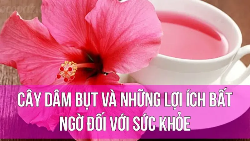 Cách trồng và chăm sóc hoa dâm bụt nở đẹp quanh năm 4