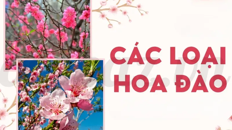 Hoa đào - Ý nghĩa phong thủy và cách bày trí trong nhà 2