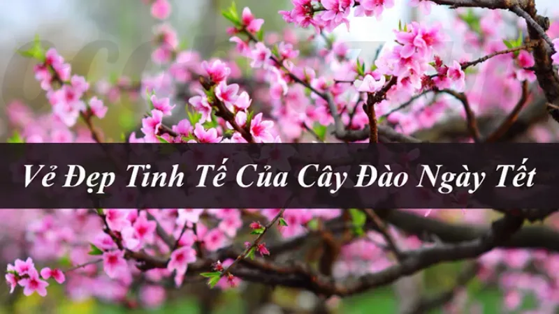 Hoa đào - Ý nghĩa phong thủy và cách bày trí trong nhà 4