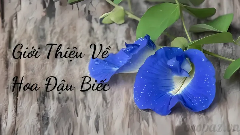 Hoa đậu biếc - Tác dụng và cách sử dụng hiệu quả nhất 1