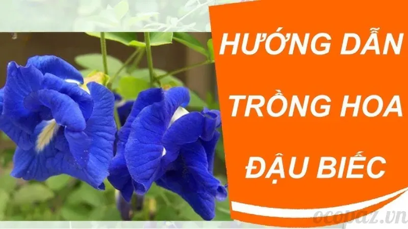 Hoa đậu biếc - Tác dụng và cách sử dụng hiệu quả nhất 4