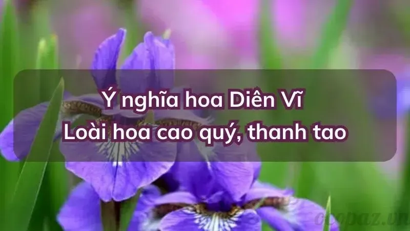 Hoa diên vĩ hợp với mệnh nào và cách chọn hoa phù hợp 2