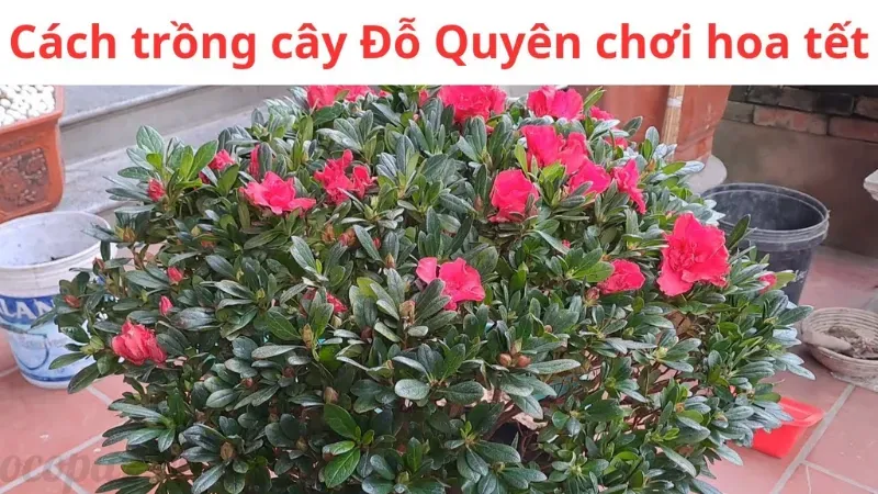 Hoa đỗ quyên có ý nghĩa gì? Khám phá thông tin chi tiết 4