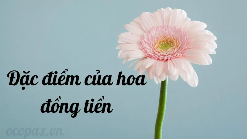 Hoa đồng tiền - Sự lựa chọn hoàn hảo cho vườn nhà bạn 2