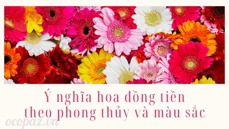 Hoa đồng tiền - Sự lựa chọn hoàn hảo cho vườn nhà bạn 3