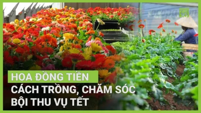 Hoa đồng tiền - Sự lựa chọn hoàn hảo cho vườn nhà bạn 4