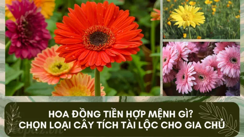 Hoa đồng tiền - Sự lựa chọn hoàn hảo cho vườn nhà bạn 6