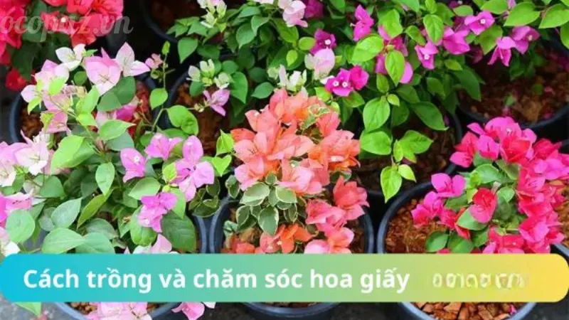 Hoa giấy - Biểu tượng của sự sáng tạo và tình yêu 4