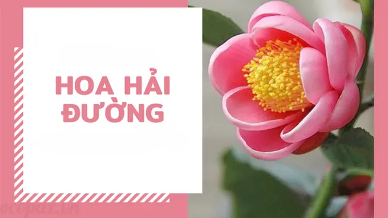 Hoa hải đường - Những điều cần biết để cây ra hoa đúng dịp 1